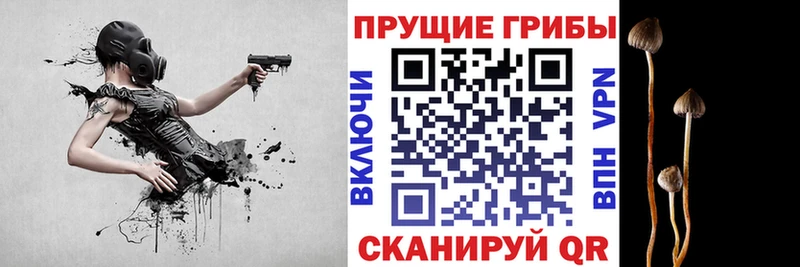 Псилоцибиновые грибы мицелий Сенгилей