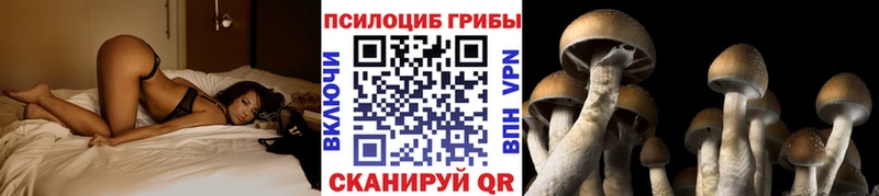 как найти   Сенгилей  Псилоцибиновые грибы GOLDEN TEACHER 